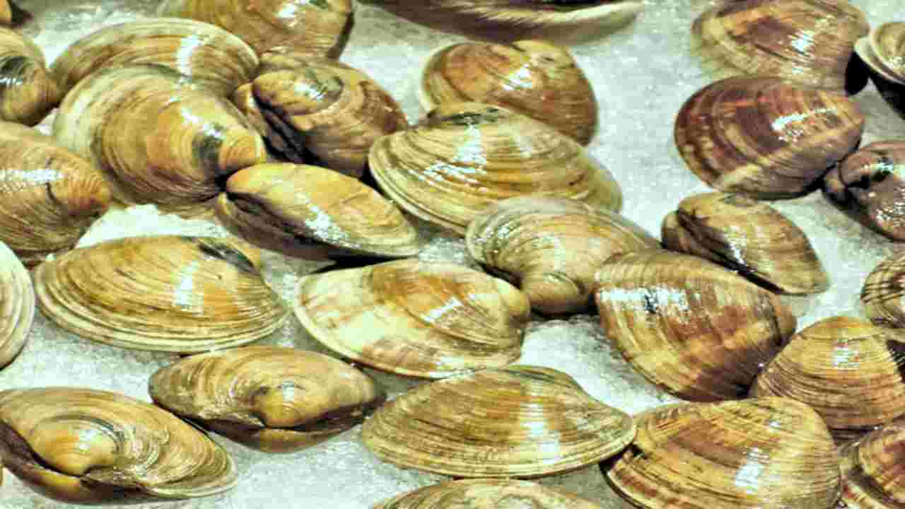 Vongole richiamo Coop Alleanza