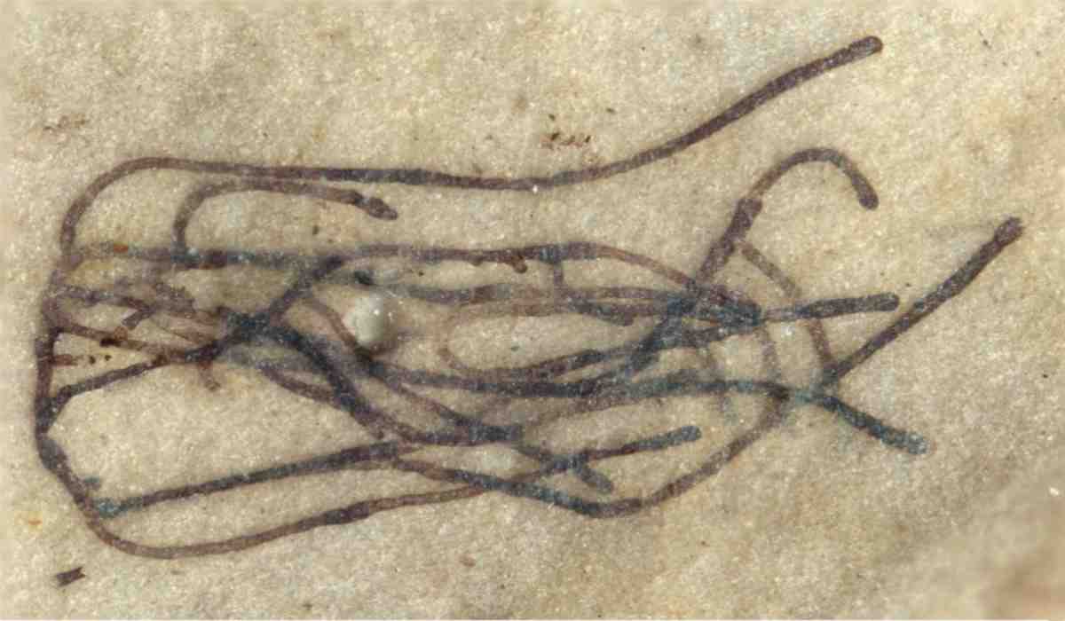 fossile alga verde