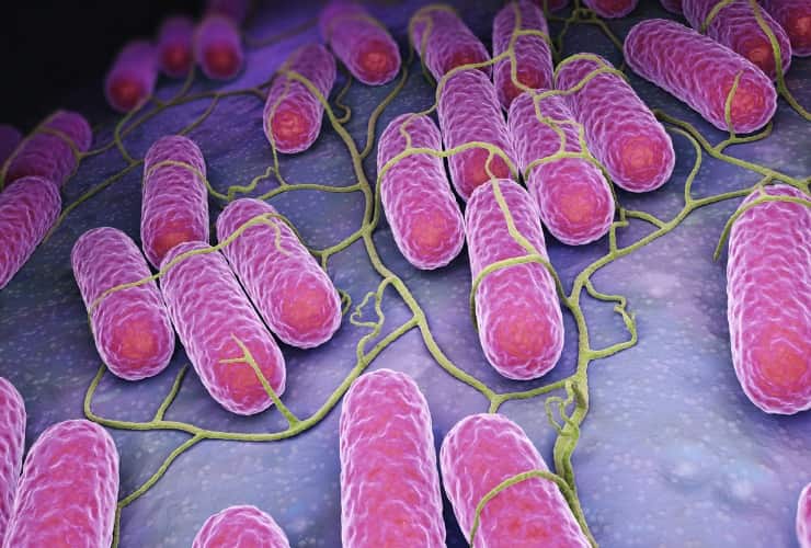 Coltura dei batteri della Salmonella 