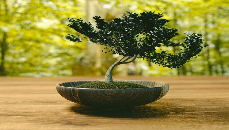 Bonsai