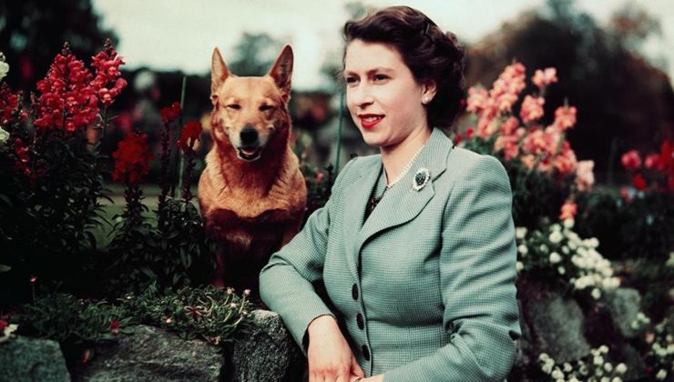 Regina Elisabetta II: ecco come alimentava i suoi cani
